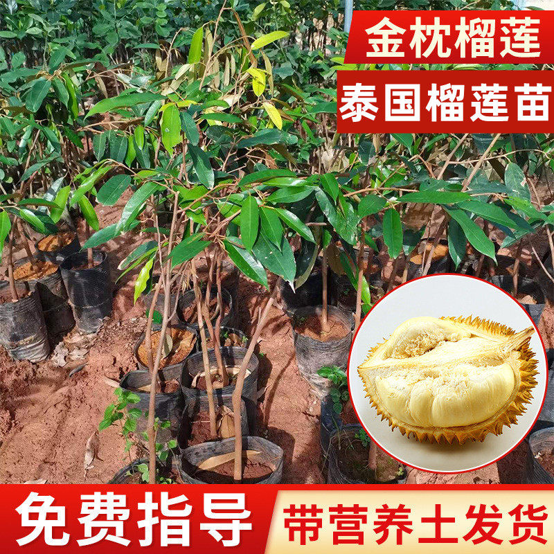 泰国金枕头盆栽地栽榴莲果树苗