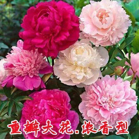 重瓣芍药花种子四季大花