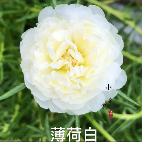 重瓣太阳花苗大花混色太阳花老桩多色太阳花老桩易活室内外观花卉