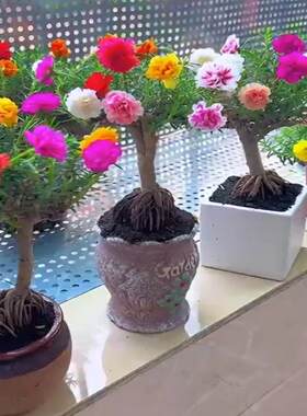 混色太阳花老桩多色重瓣
