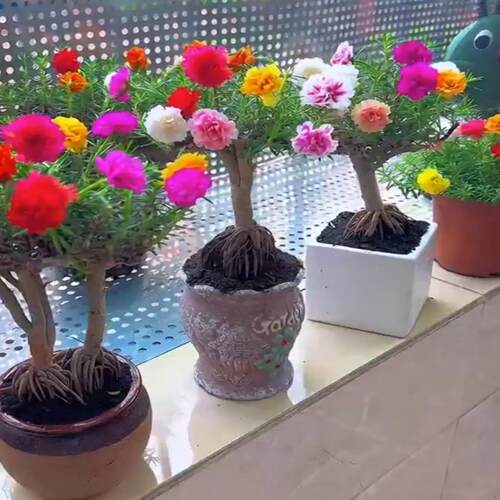 多色太阳花老桩混色太阳花老桩大花重瓣太阳花苗多年生绿植能过冬