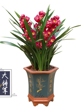 四季兰花b盆栽 红将军花卉绿植室内花盆栽 好养植物名贵兰花苗耐