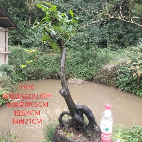 金弹子盆景血钻血红葫芦D果原生母树素材带花苞