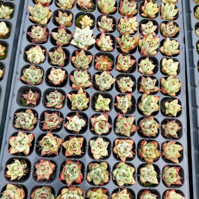 多肉植物乌木f穴盘苗处理,一盘包邮105颗,特价处理,带穴盘发货