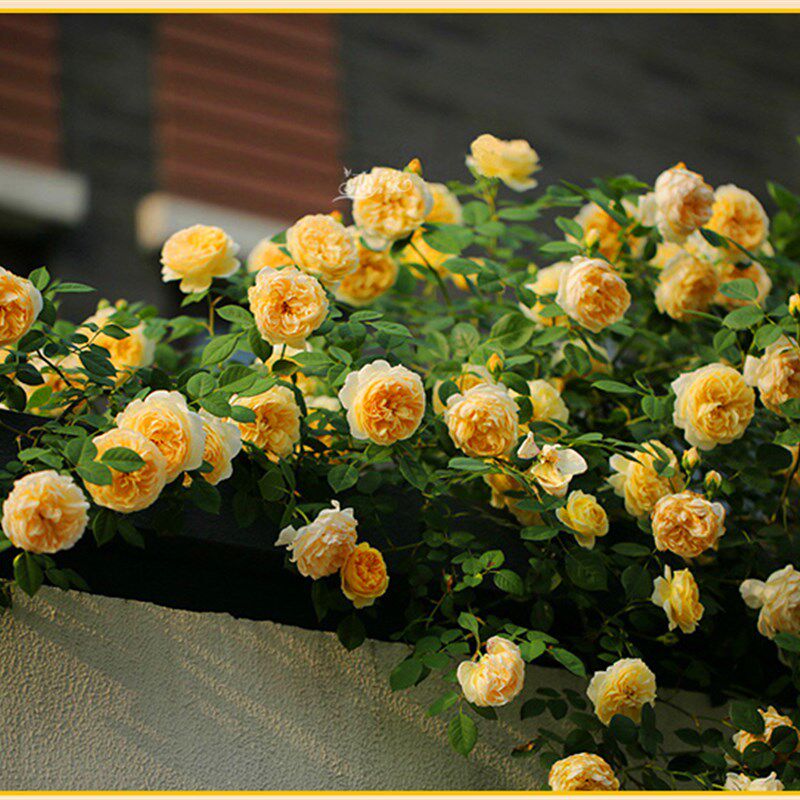 欧月阳台庭院攀援l盆栽花卉绿植物月季花苗5年爬藤苗月季四季开花
