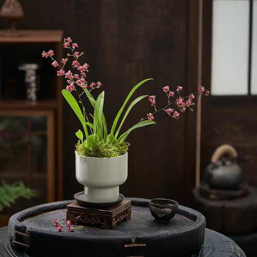 梦香兰浓香文心兰盆景奶油u香味带花苞跳舞兰室内好养易活花卉盆