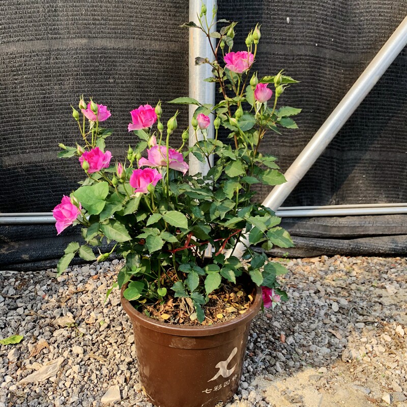 月季欧月果d汁阳台红色达芬奇 香水玫瑰加大5加仑花园庭院爬藤开