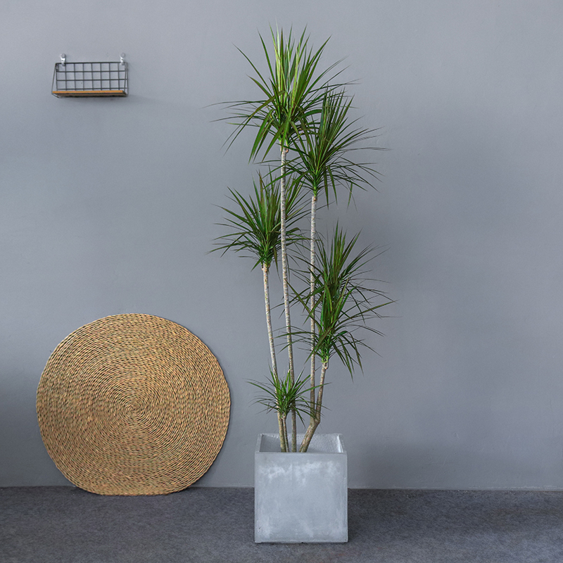 千年木盆栽马尾铁七彩铁绿v植室内客厅大型高雅摆设植物三色龙血