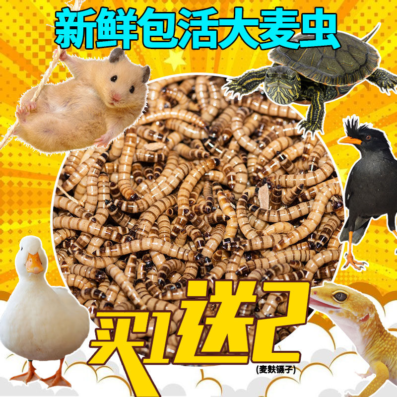 画眉鸟食虫子大麦虫活虫黄粉虫饲料活体金龙鱼面包虫鲜活八哥仓鼠
