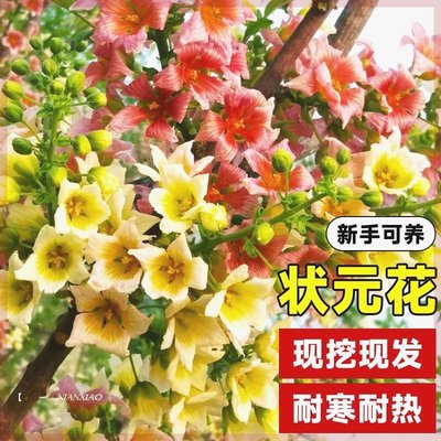 【满院浓香】文冠果树苗耐寒地栽