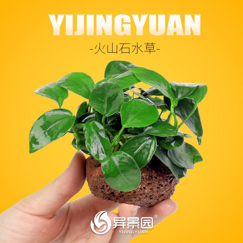 鱼缸水草植物真培蜈蚣装