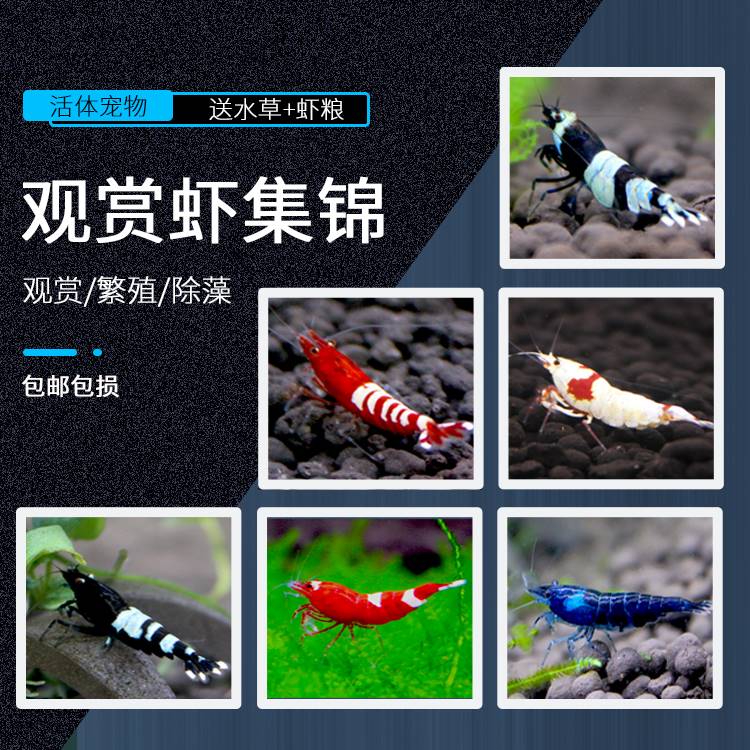 包邮观赏虾套餐活体除藻