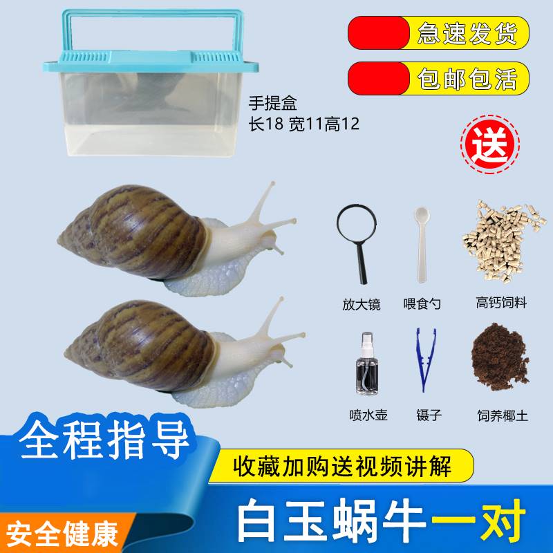 宠物蜗牛活体白玉蜗牛小学生科学实验教学科普巨型大蜗牛情侣观赏