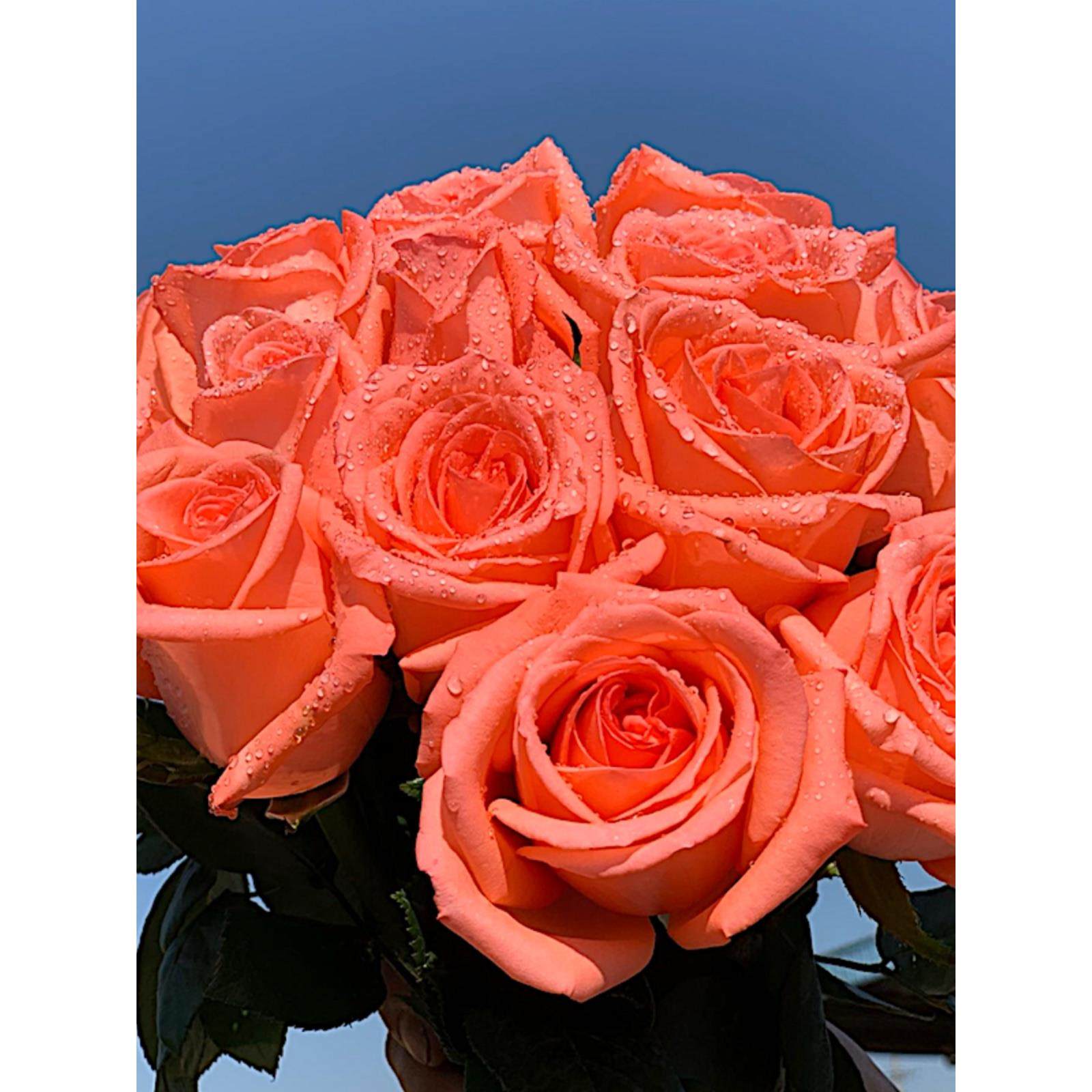 影星 阳台盆栽月季庭院地栽耐旱耐寒抗病勤花切花玫瑰分枝性好