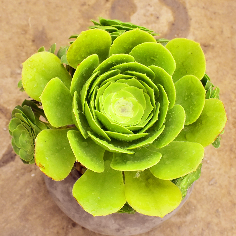 八尺镜法师手捧花植物桩老多肉室内桌面阳台盆栽盆栽绿植花卉包邮
