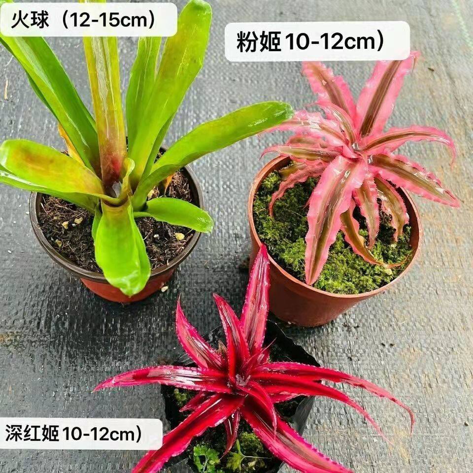 积水凤梨琳达五彩凤梨雨林缸水陆生态爬虫水草缸造景常用植物造景