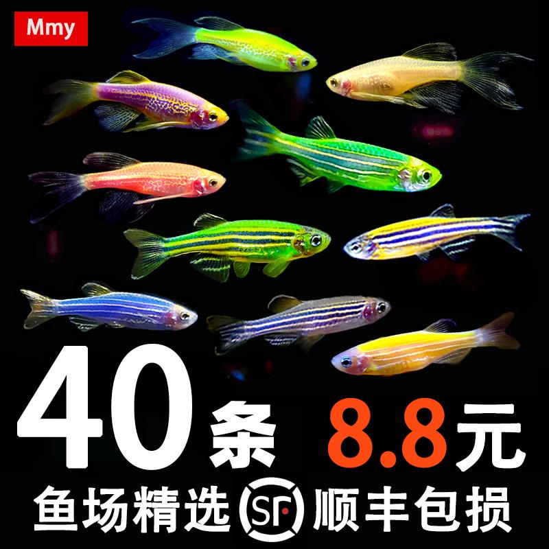 小型冷水观赏鱼小金鱼草金容易活淡水好养锦鲤鱼锦鲫小鱼仔练手鱼