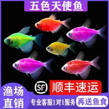 天使鱼观赏鱼好养耐活冷水鱼观赏鱼淡水热带小鱼活鱼苗观赏鱼金鱼
