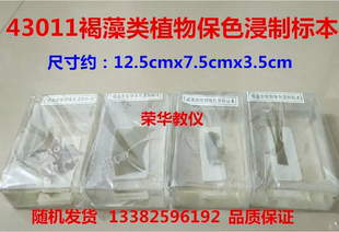 43011褐藻类植物保色浸制标本4种藻类  生物实验器材教学仪器包邮