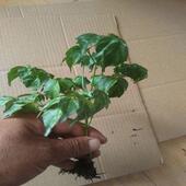 幸福树盆栽平安发财绿植客厅办公室内外开花四季 常青水培植物好养