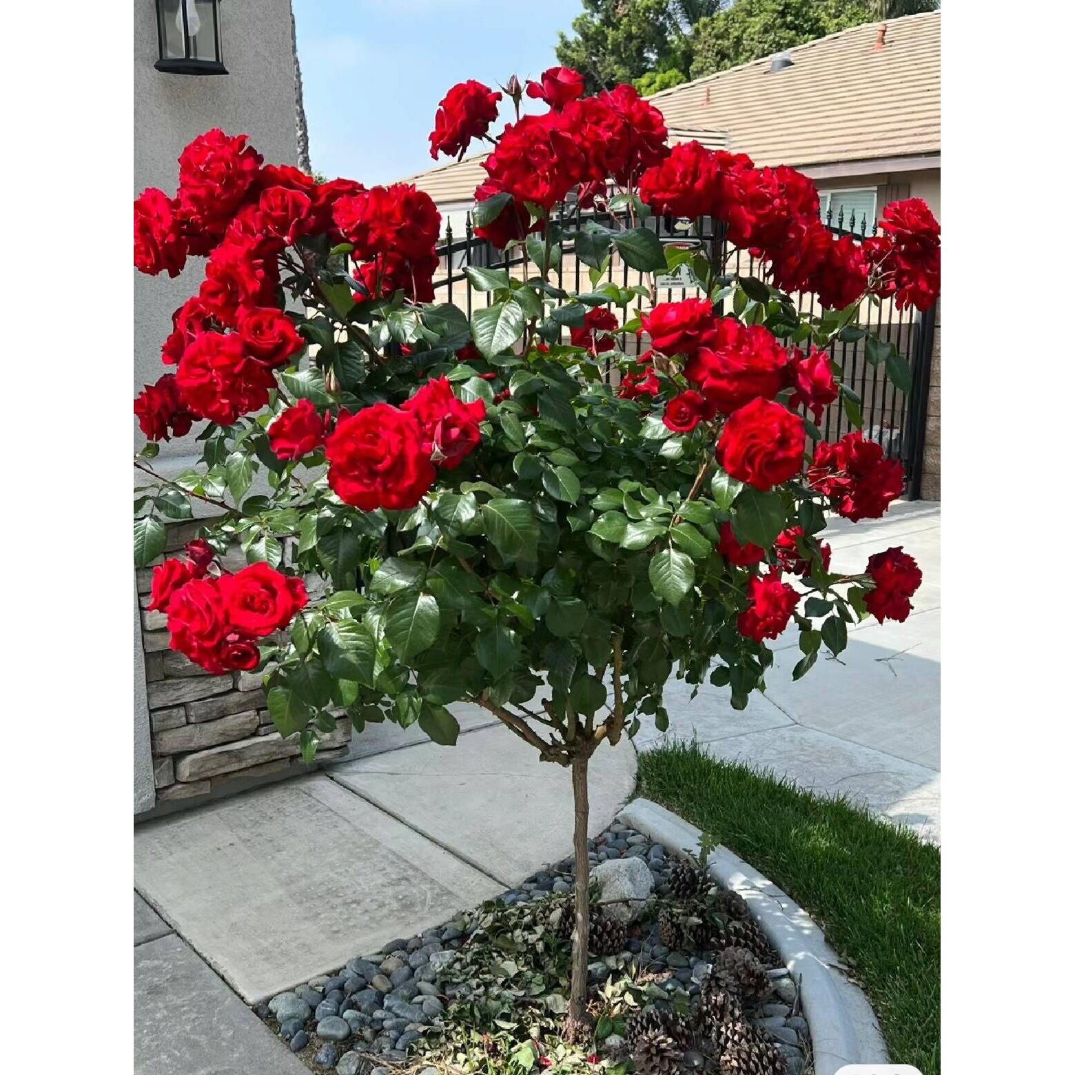 嫁接高杆树状月季树桩月季花苗大花浓香庭院别墅多季开花耐寒植