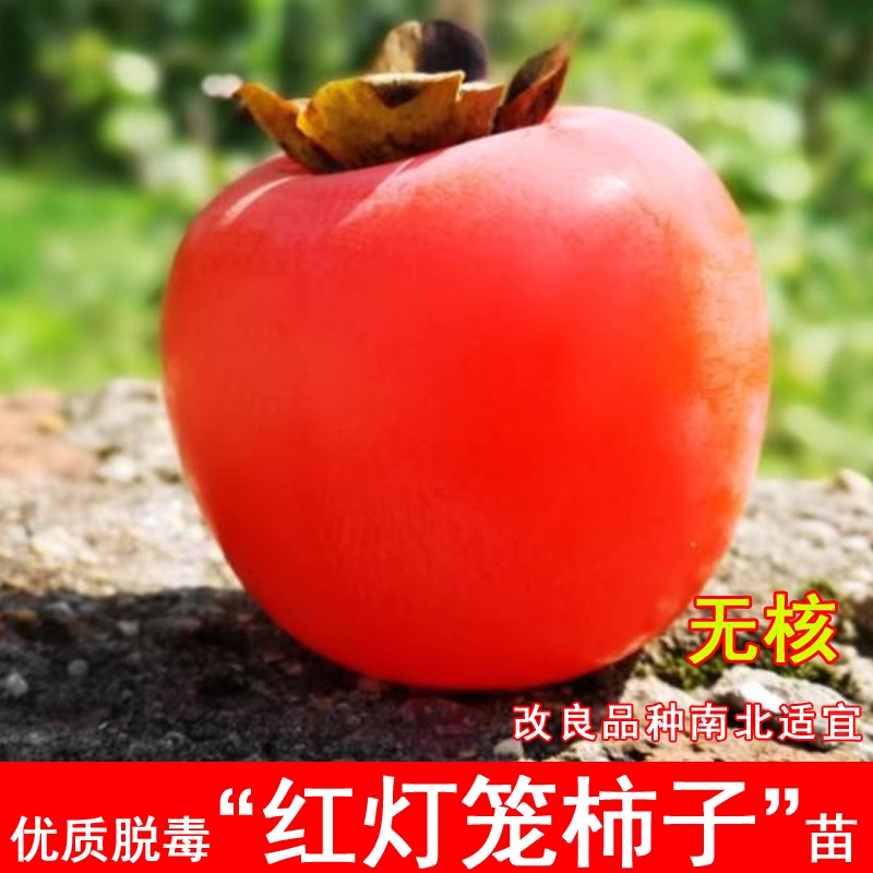红灯笼柿子苗树南北方种植庭院四季地栽嫁接大树阳台盆栽当年结果