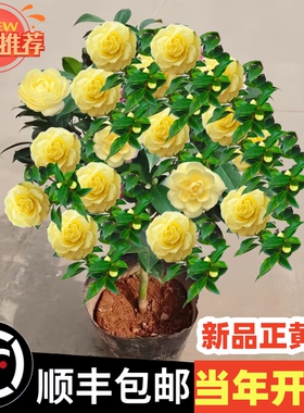 香妃山茶花盆栽带花苞五色赤丹花卉植物室内好养茶花树苗四季开花