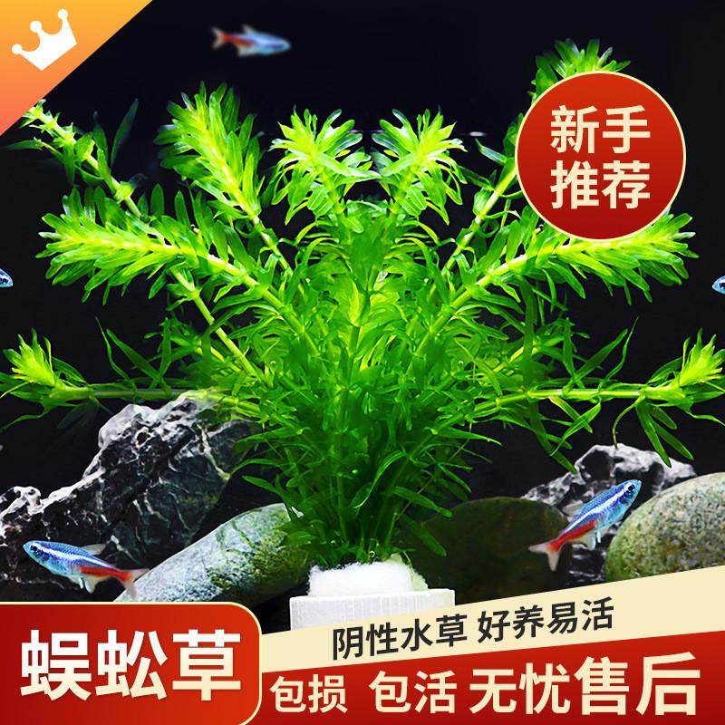 阴性水草植物鱼缸榕莫斯