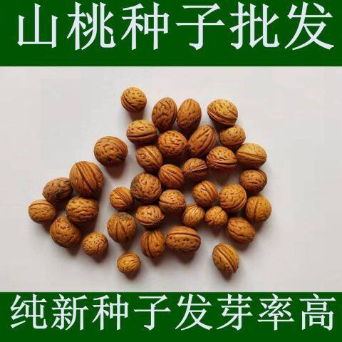 山桃种子 山桃胡 精选云龙纹水桃核可做工艺品 山桃核 中药材