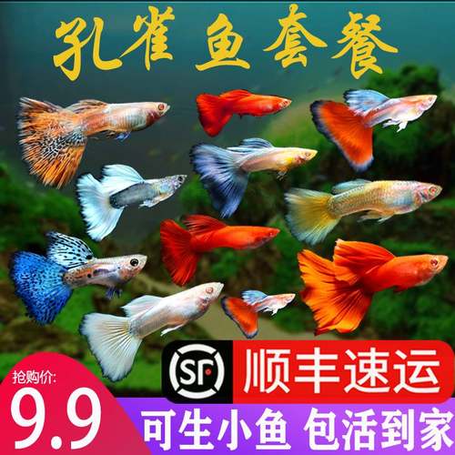 观赏鱼孔雀活体热带小型