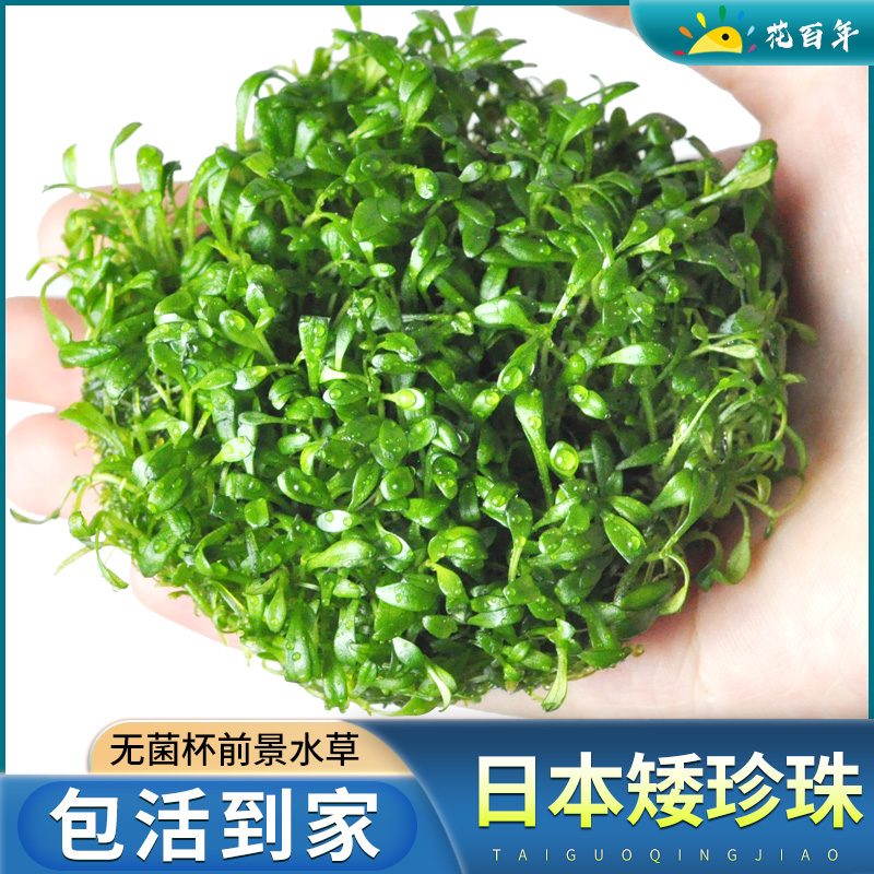 日本珍珠草无菌水草杯鱼缸水草植物真草造景阴性牛毛水草前景水草