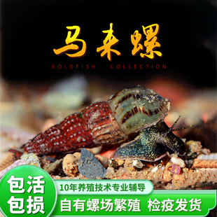 马来螺活体观赏螺除残渣清底沙皮实好养雌雄同体生小螺工具螺除藻