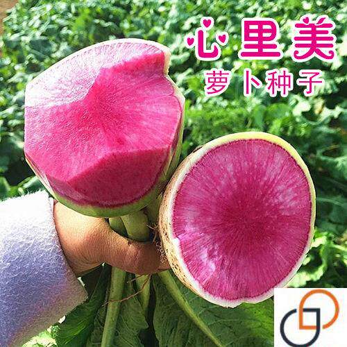 心里美萝卜种子红心水果