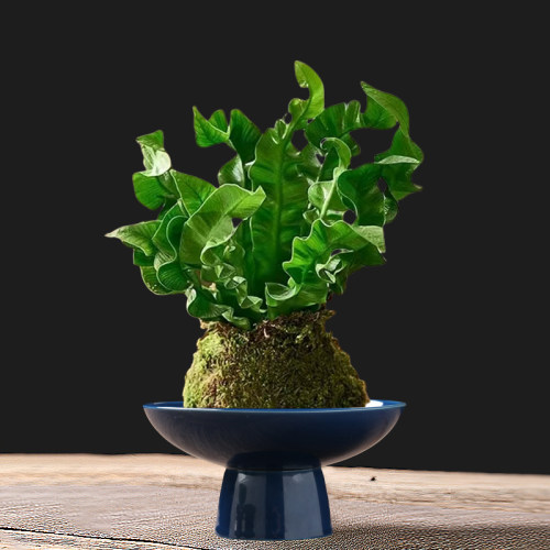 蕨类植物苔藓球水培四季