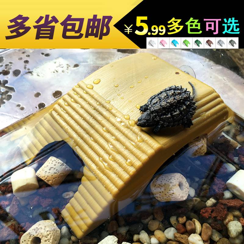 乌龟晒台爬坡躲避宠物背