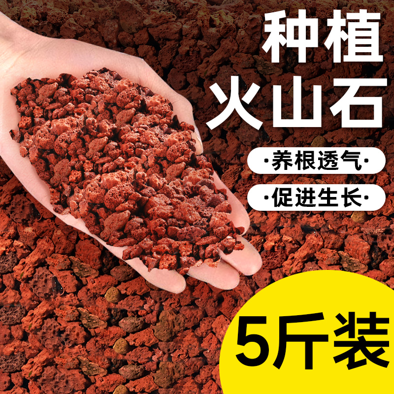 火山石颗粒岩铺面多肉兰
