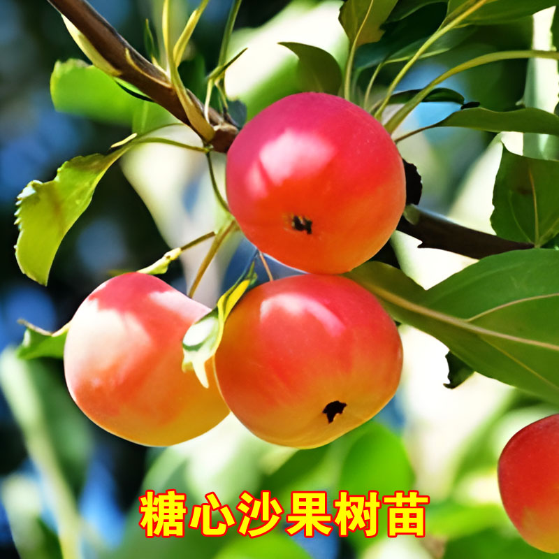 沙果树苗小苹果花红果树苗糖心沙果苗苹果树苗盆栽地栽南北方种植
