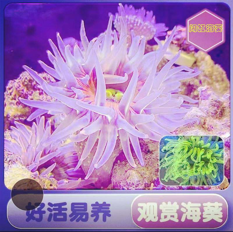 海葵活体宠物缸生珊瑚造图片