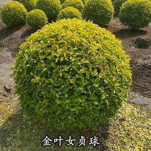 常青植物 金森女贞球金叶女贞树苗庭院园林绿化工程木室外亮晶四季