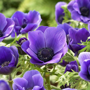 3颗 银莲花种球好养活荷兰室内阳台四季耐寒盆栽地栽球根花卉