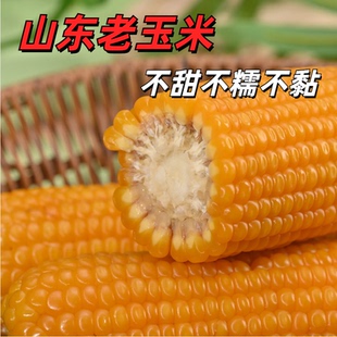 即食老玉米笨玉米老式笨玉米不甜不糯不黏有嚼劲正宗山东新鲜玉米