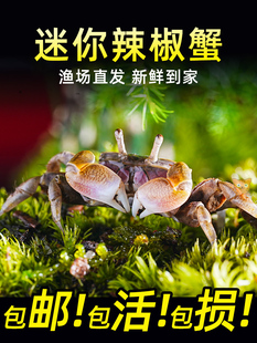 辣椒蟹活物水族观赏蟹可混养宠物小蟹除藻吃虫淡水蟹相手蟹活物