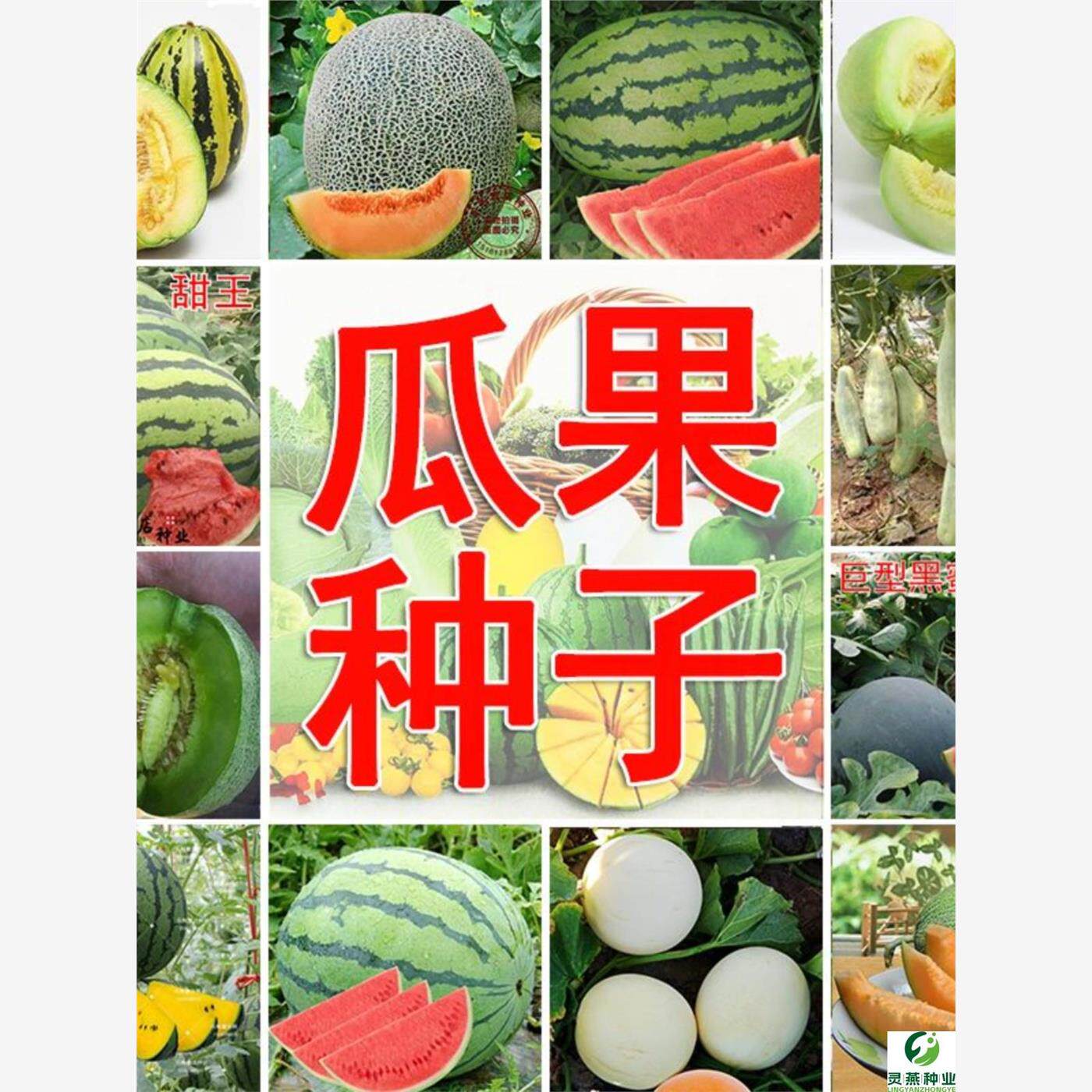羊角蜜麒麟8424西瓜甜瓜