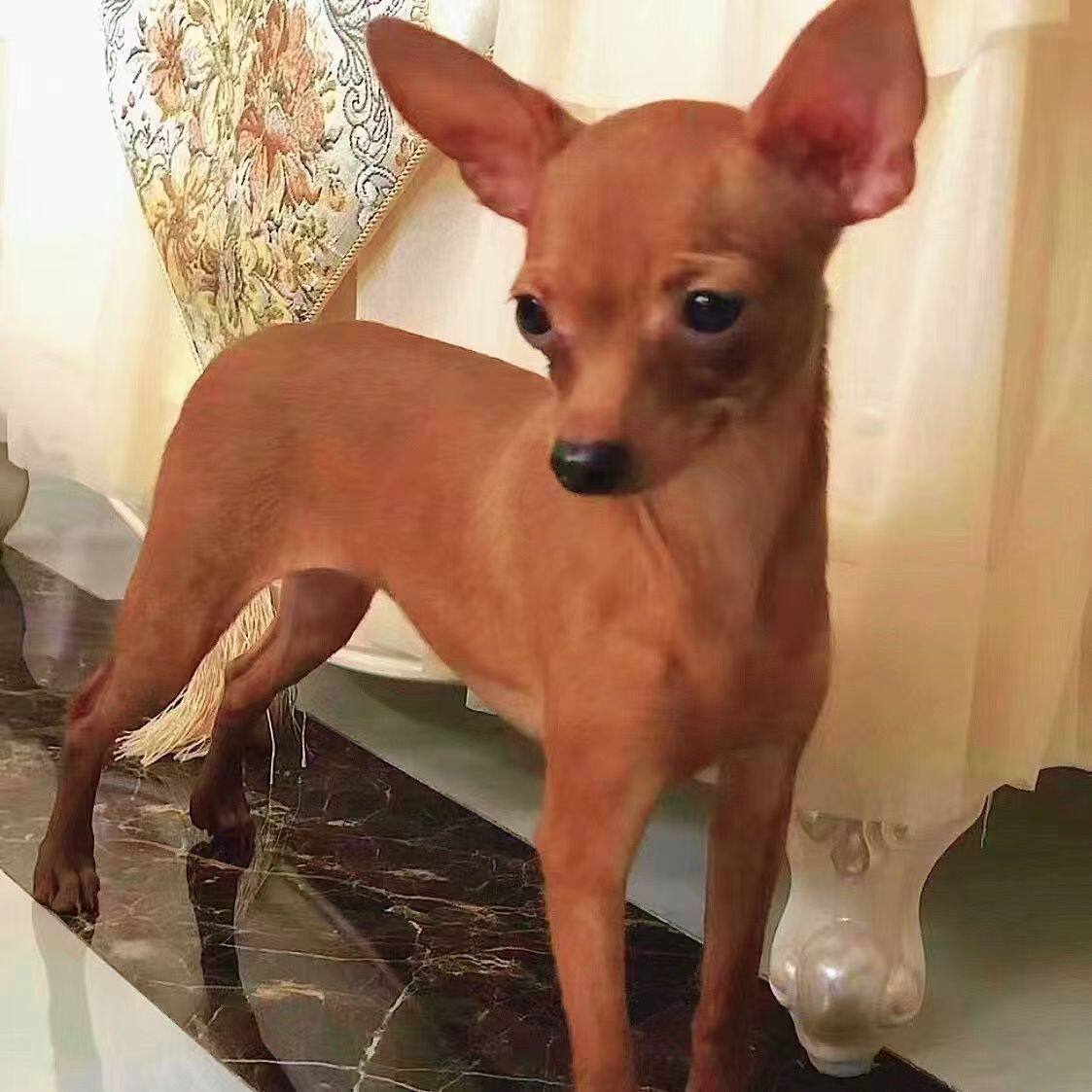 纯种小鹿犬幼犬棕色铁包金迷你小鹿犬小型犬不掉毛家养宠物狗活体