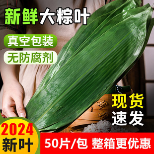 粽叶新鲜粽子叶干特大号包粽子的2024专用新广西材料5斤粽叶