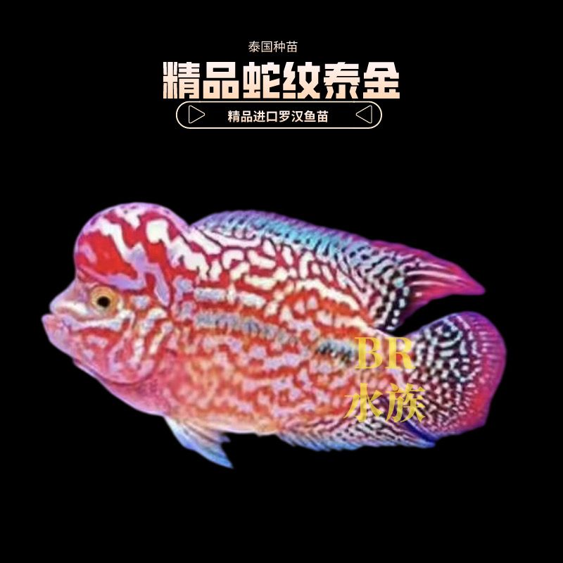 罗汉鱼苗进口爆头起观赏