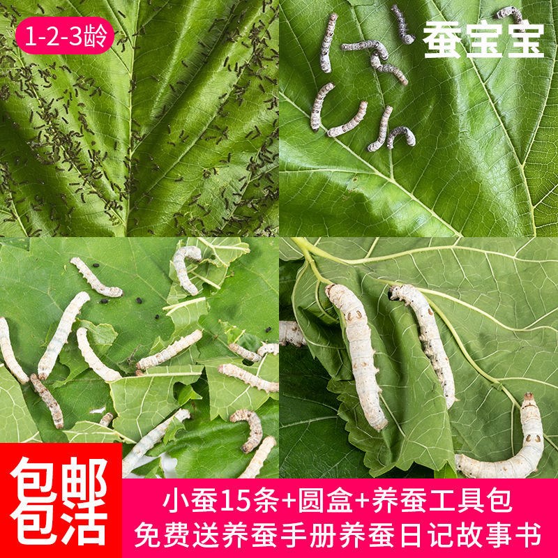 蚕宝学生养套装春卵种籽