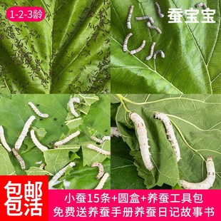 蚕宝宝学生养蚕套装春蚕卵种籽活物实验天然彩色蚕宝宝新鲜嫩桑叶