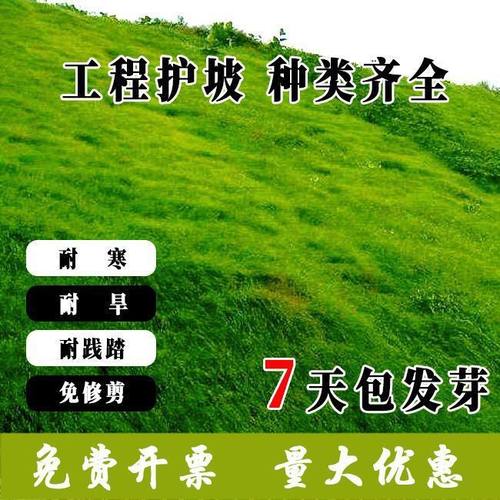 护坡草坪种子矿山边坡公