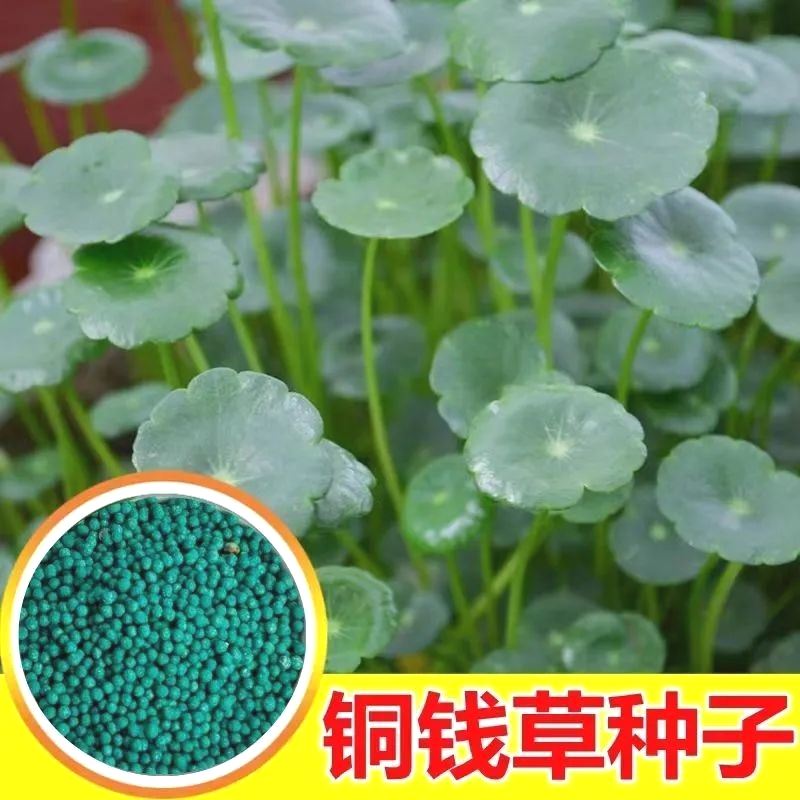 铜钱草金水养种籽水培土